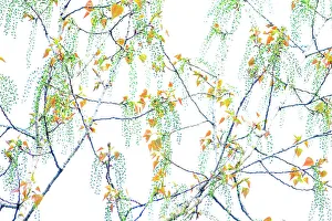 Flowers Prints: Catkins on Cottonwood (Populus nigra) tree, Grazalema, Southern Spain. March