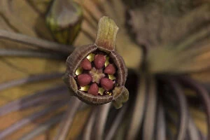Anther Gallery: Cats whiskers / Black bat flower (Tacca chantrieri)