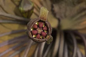 Cats whiskers / Black bat flower (Tacca chantrieri)