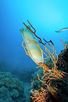 Italy Prints: Catshark (Scyliorhinus sp.) egg on seafan