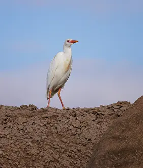 Buff Backed Heron Prints: Cattle egret (Bubulcus ibis) perched on back of Elephant (Loxodonta africana)