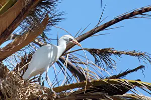 Cattle egret (Bubulcus ibis) perched in tree with nest material, Morro Jable, Fuerteventura, Canary Islands. November