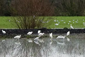 Somerset Prints: Cattle egrets (Bubulcus ibis) and Little egrets (Egretta garzetta) flock foraging on flooded pastureland