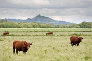Cattle grazing on farmland at Shapwick Heath (Somerset Wildlife Trust) Nature Reserve