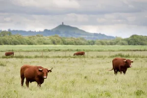 Cows Prints: Cattle grazing on farmland at Shapwick Heath (Somerset Wildlife Trust) Nature Reserve