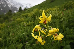 Images Dated 28th June 2008: Caucasian lily (Lilum monadephum) in flower, Mount Cheget, Caucasus, Russia, June 2008