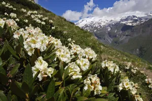 Rhododendron Prints: Caucasian rhododendron (Rhododendron caucasium) flowers with Mount Elbrus in the distance