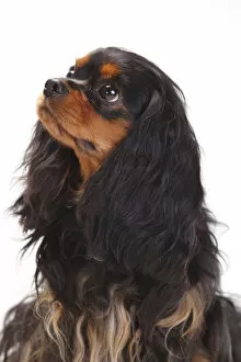 Animal Ears Gallery: Cavalier King Charles Spaniel, bitch with black-and-tan coat