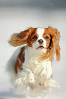 Action Gallery: Cavalier King Charles Spaniel, blenheim coated, running over snow covered ground