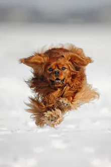 Cavalier King Charles Spaniel, blenheim coated, running over snow covered ground