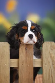 Fed Up Prints: Cavalier King Charles Spaniel, male puppy with tricolor coat, aged 3 months