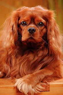 Animal Portrait Gallery: Cavalier King Charles Spaniel, male with ruby coat