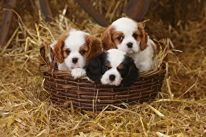 Agricultural Building Gallery: Cavalier King Charles Spaniel puppies aged 7 weeks with tricolour and blenheim colouration