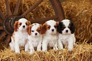Canis Familiaris Gallery: Cavalier King Charles Spaniel puppies aged 7 weeks, with tricolour and blenheim colouration