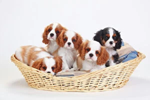 Direct Gaze Gallery: Cavalier King Charles Spaniel, five puppies in basket, one with tricolour and the
