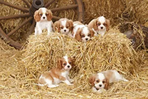 2015 Highlights Collection: Cavalier King Charles Spaniel, puppies with blenheim colouration, resting in straw