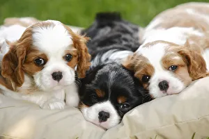 Cavalier King Charles Spaniel, three puppies resting on cushion bed, blenheim and tricolour