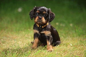 Puppies Gallery: Cavalier King Charles Spaniel, puppy, black-and-tan, 6 weeks, sitting on grass, wearing