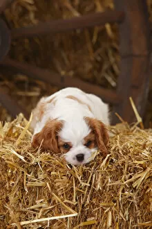 Agricultural Building Gallery: Cavalier King Charles Spaniel, puppy aged 7 weeks with blenheim colouration, resting