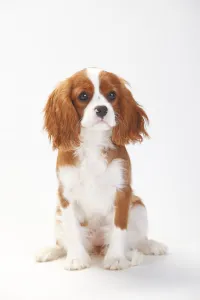 Cavalier King Charles Spaniel, puppy with blenheim coat sitting, aged 5 months