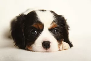 Animal Head Gallery: Cavalier King Charles Spaniel puppy, tricolour, 5 weeks