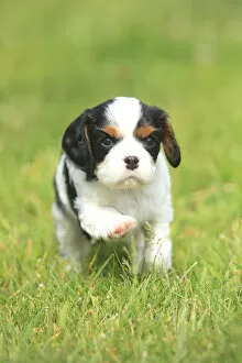 Cavalier King Charles Spaniel, puppy, tricolour, 5 weeks, running in grass