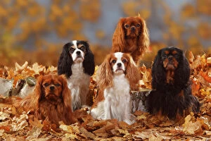 2011 Highlights Collection: Five Cavalier King Charles Spaniel sitting, black-and-tan, tricolour, blenheim and ruby coated