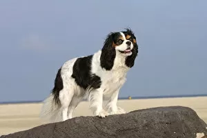 Images Dated 16th September 2008: Cavalier King Charles Spaniel, tricolour, on beach