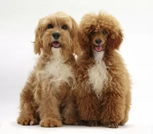 Images Dated 10th June 2014: Cavalier King Charles Spaniel x Poodle Cavapoo and red toy Poodle