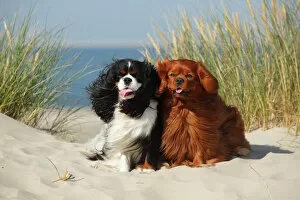 Cavalier King Charles Spaniels with tricolor and ruby colourations on beach, Texel