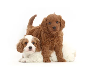 Crossbreed Collection: Two Cavapoo puppies