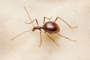 Cave beetle (Leptodirus hochenwartii) a true troglobite (living only in caves)