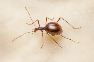 Cave beetle (Leptodirus hochenwartii) a true troglobite (living only in caves)
