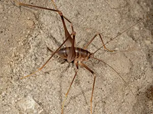 Ensifera Prints: Cave cricket (Dolichopoda geniculata) resting on tunnel wall