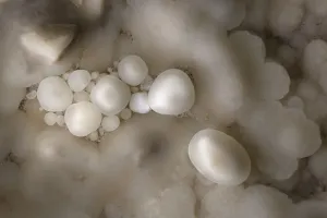 Cave Pearls, formed as dripping water rich in calcium salts deposits calcite around