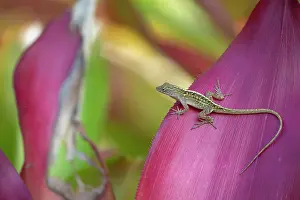 Botanical Garden Prints: Cayman blue-throated anole (Anolis conspersus) female