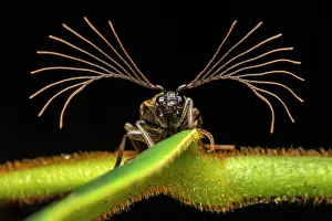 Antennae Prints: Cedar beetle (Callirhipidae) male