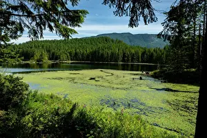 Vancouver Island Prints: Cedar lake covered with Lily pads in summer