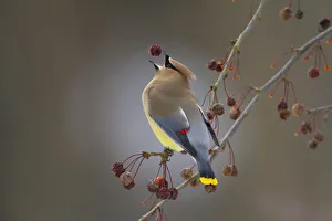 Cedar waxwing (Bombycilla cedrorum) catching Crabapple (Malus sp) fruit in beak, New York