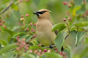 Songbirds Prints: Cedar Waxwing (Bombycilla cedrorum) perched amongst Shadblow Serviceberry (Amelanchier