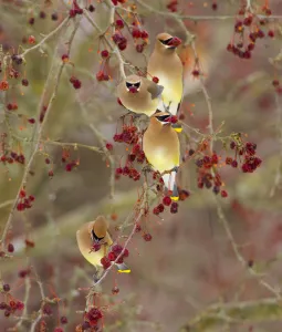 Fruit Prints: Four Cedar waxwings (Bombycilla cedrorum) feeding on Crabapple (Malus sp) fruit, Ithaca