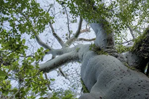 Mallow Prints: Ceiba / Kapok tree (Ceiba trichistandra) low angle view, Macara, Loja, Ecuador