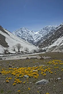 Celandine crocus (Crocus korolkowii) carpet in area of snowmelt. Pollinated by solitary bees