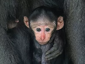 Celebes crested macaque (Macaca nigra) infant, captive