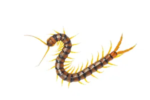 Spain Collection: Centipede (Scolopendra cingulata) Huelva, Andalucia, Spain, May 2009 WWE OUTDOOR EXHIBITION
