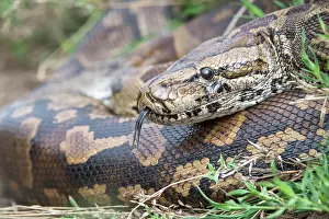 Tanzania Prints: Central African rock python (Python sebae) coiled up resting