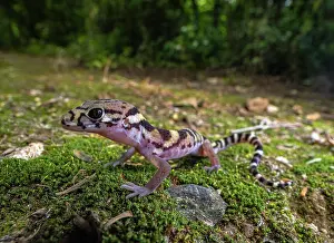 Gecko Prints: Central American banded gecko (Coleonyx mitratus) portrait