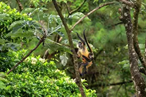 Spider Monkeys Prints: Central American spider monkey (Ateles geoffroyi) female climbing in tree carrying infant