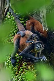 Spider Monkeys Prints: Central American spider monkey (Ateles geoffroyi) female with infant feeding on palm fruits