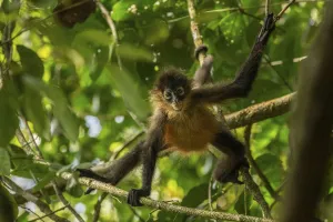 Spider Monkeys Prints: Central American spider monkey (Ateles geoffroyi) juvenile, Corcovado National Park
